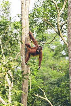 Ape hanging of a tree in the rainforest of Mount Halimun Salak National Park in Indonesia, West Java, Indonesia