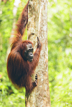 Orangutan (Pongo species) in a tree in Tanjung Puting National Park, Central Kalimantan, West Kotawaringin Regency, Indonesia