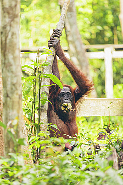 Orangutan (Pongo species) with a mouthful of bananas in Tanjung Puting National Park, Central Kalimantan, West Kotawaringin Regency, Indonesia