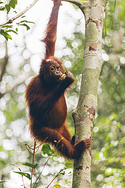 Orangutan (Pongo species) climbing a tree and eating a banana in Tanjung Puting National Park, Central Kalimantan, West Kotawaringin Regency, Indonesia