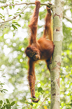 Orangutan (Pongo species) hanging sideways from a tree branch and holding a banana in it's hand in Tanjung Puting National Park, Central Kalimantan, West Kotawaringin Regency, Indonesia