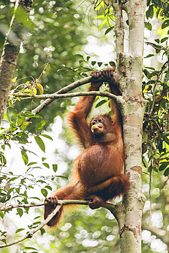 Orangutan (Pongo species) sitting on a tree branch and eating in Tanjung Puting National Park, Central Kalimantan, West Kotawaringin Regency, Indonesia