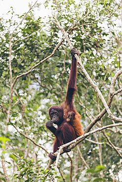 Orangutan (Pongo species) mother and baby together on a branch of a tree in Tanjung Puting National Park, Central Kalimantan, West Kotawaringin Regency, Indonesia