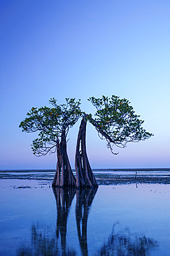 Mangrove trees growing from the water on the iconic Walakiri Beach, Nusa Tenggara Timur, Indonesia, Watumbaka, Kecamatan Pandawai, Kabupaten Sumba Timur, Nusa Tenggara Timur, Indonesia