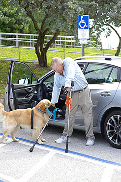 Paraplegic man with forearm crutches gets his service dog to retrieve his fallen crutch from the ground in a parking lot, Boynton Beach, Florida, United States of America