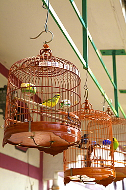 Yuen Po Street Bird Garden, Hong Kong, China, Asia