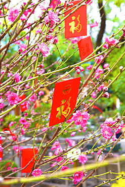 Cherry blossom trees with Lai See Red Envelopes for Chinese New Year, Hong Kong, China, Asia