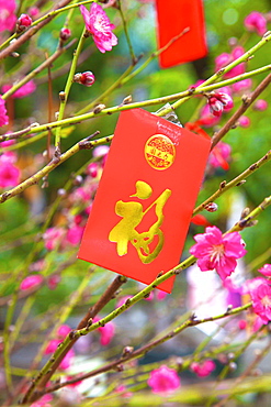 Cherry blossom trees with Lai See Red Envelopes for Chinese New Year, Hong Kong, China, Asia