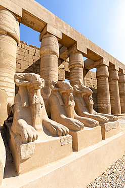 The Avenue of Ram Headed Sphinxes, Karnak Temple, Luxor, Thebes, UNESCO World Heritage Site, Egypt, North Africa, Africa