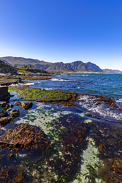 Walker Bay, Hermanus, Western Cape Province, South Africa, Africa