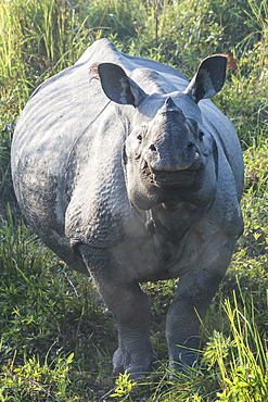 Indian rhinoceros (Rhinoceros unicornis) in elephant grass, Kaziranga National Park, Assam, India, Asia