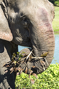 Indian elephant (Elephas maximus indicus) feeding on grass and leaves, Kaziranga National Park, Assam, India, Asia