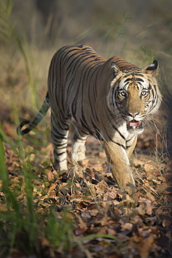 Male Bengal tiger (Panthera tigris tigris) walking in the forest, Bandhavgarh National Park, Madhya Pradesh, India, Asia