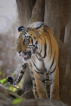 Young Bengal tiger (Panthera tigris tigris), Tadoba Andhari Tiger Reserve, Maharashtra state, India, Asia