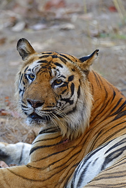 Male Bengal tiger (Panthera tigris tigris) resting, Bandhavgarh National Park, Madhya Pradesh, India, Asia