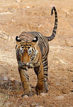 Female Bengal tiger (Panthera tigris tigris) walking straight to the camera, Ranthambhore National Park, Rajasthan, India, Asia