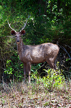 Stag Sambar deer (Rusa unicolor) in the forest, Bandhavgarh National Park, Madhya Pradesh, India, Asia