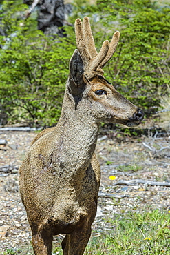 Male South Andean Deer (Hippocamelus bisulcus), Aysen Region, Patagonia, Chile, South America