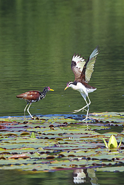 Juvenile Wattled Jacanas (Jacana jacana) walking on waterlilies leaves with open wings, Manu National Park, Peruvian Amazon, Peru, South America