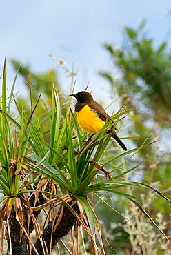 Yellow-rumped Marshbird (Pseudoleistes guirahuro) sitting on branch, Serra da Canastra National Park, Minas Gerais, Brazil, South America