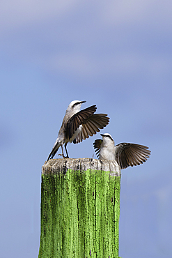 Courtship display of a couple of Masked Water-Tyrant (Fluvicola nengeta), Serra da Canastra National Park, Minas Gerais, Brazil, South America