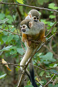 Golden-backed squirrel monkey (Saimiri ustus), carrying a juvenile on its back, Amazon basin, Brazil, South America