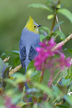 Long-tailed Silky-flycatcher, Ptiliogonys caudatus, Costa Rica