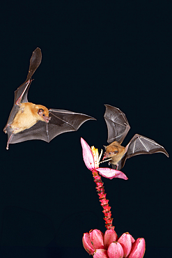 Two Orange nectar bats (Lonchophylla robusta) hovering and drinking the nectar from a wild red banana plant flower (Musa velutina) in the rain forest, Costa Rica