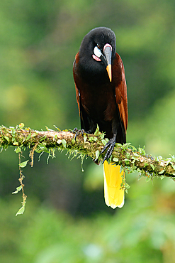 Montezuma Oropendola (Psarocolius Montezuma) perched on a branch, Costa Rica