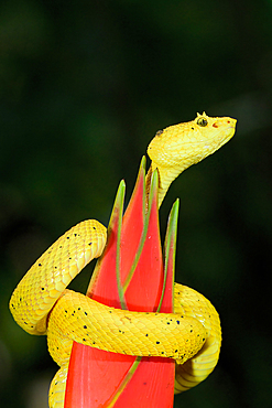 Highland Eyelash pitviper (Bothriechis schlegelii) rolled up around a flower, Costa Rica