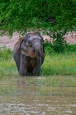 Sri Lankan elephant (Elephas maximus maximus) drinking water, Uda Walawe National Park, Sri Lanka
