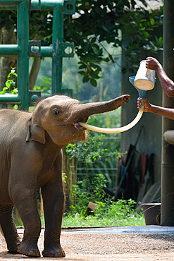 Orphaned Baby elephant being fed with milk by a caretaker, Pinnawala Elephant Orphanage, Kataragama, Sri Lanka