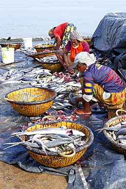 Fishermen cleaning and preparing fish for the market, Negombo, Sri Lanka