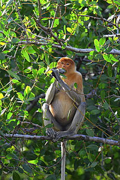 Endemic Proboscis monkey or Long-nosed monkey (Nasalis larvatus) feeding on leaves in a tree, Brunei