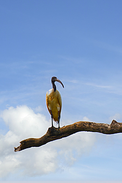 Black-headed ibis (Threskiornis melanocephalus) perched on a branch, Sri Lanka