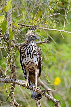 Changeable hawk-eagle (Nisaetus cirrhatus) in a tree, Sri Lanka