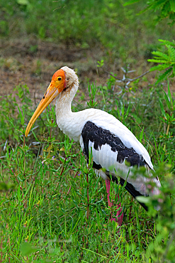 Painted stork (Mycteria leucocephala), Sri Lanka
