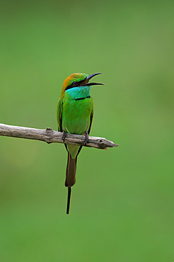 Asian Green Bee-eater (Merops orientalis orientalis) on a branch, Sri Lanka