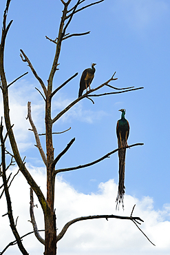 Couple of Indian Peafowl (Pavo cristatus) seated on a dead tree, Sri Lanka