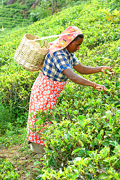 Tea picker harvesting in the Glenloch tea factory, Nuwara Eliya, Sri Lanka