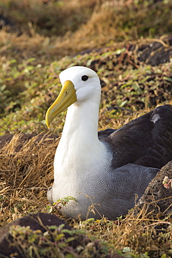 Waved albatross (Phoebastria irrorata ), Hispanola Island, Galapagos, Ecuador, South America 