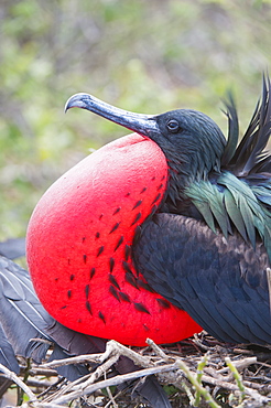 Great Frigatebird male (Fregata minori), Genovesa Island, Galapagos, UNESCO World Heritage Site, Ecuador, South America 