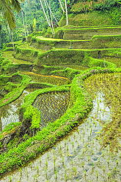 Tegallalang rice terraces, Ubud, Bali, Indonesia, Southeast Asia, Asia