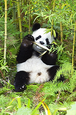 Two year old young giant panda (Ailuropoda melanoleuca), China Conservation and Research Centre, Chengdu, Sichuan, China, Asia