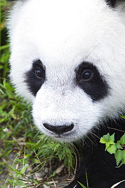 Two year old young giant panda (Ailuropoda melanoleuca), China Conservation and Research Centre, Chengdu, Sichuan, China, Asia