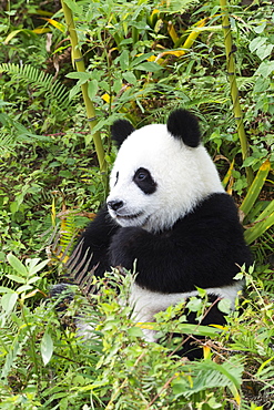 Two years aged young giant panda (Ailuropoda melanoleuca), China Conservation and Research Centre, Chengdu, Sichuan, China, Asia