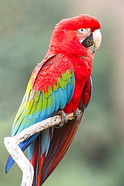 Red-and-green macaw (Ara chloropterus), Buraco das Araras, Mato Grosso do Sul, Brazil, South America