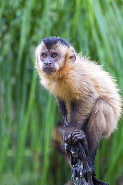 Tufted capuchin (Cebus apella) (brown capuchin) (black-capped capuchin) in a palm tree, Mato Grosso do Sul, Brazil, South America