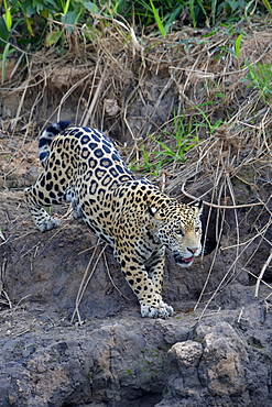 Young jaguar (Panthera onca) stalking on riverbank, Cuiaba River, Pantanal, Mato Grosso State, Brazil, South America