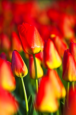 Tulips, North Holland, Netherlands, Europe